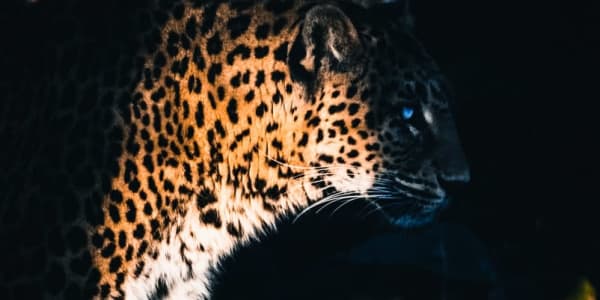 Yggdrasil Partners ReelPlay for å frigjøre Jaguar SuperWays fra Bad Dingo
